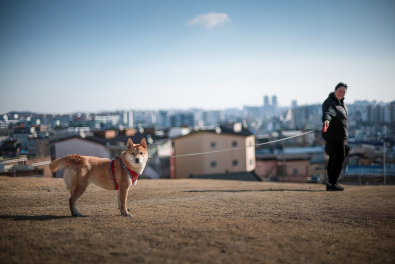 반려동물