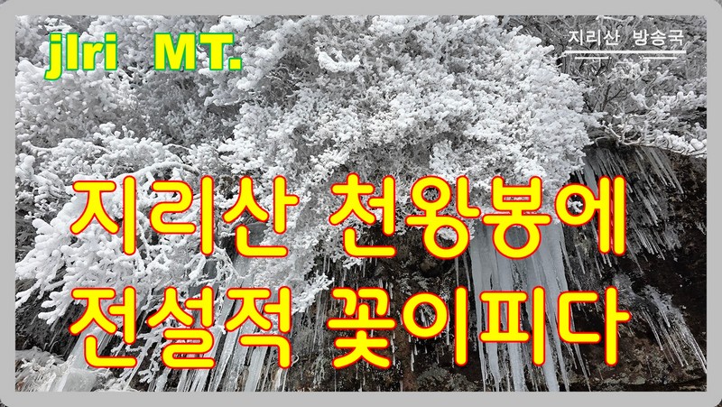 지리산 천왕봉에 핀 전설적 꽃
