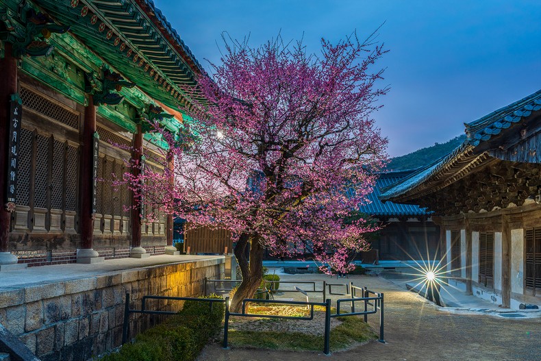 통도사 홍매화