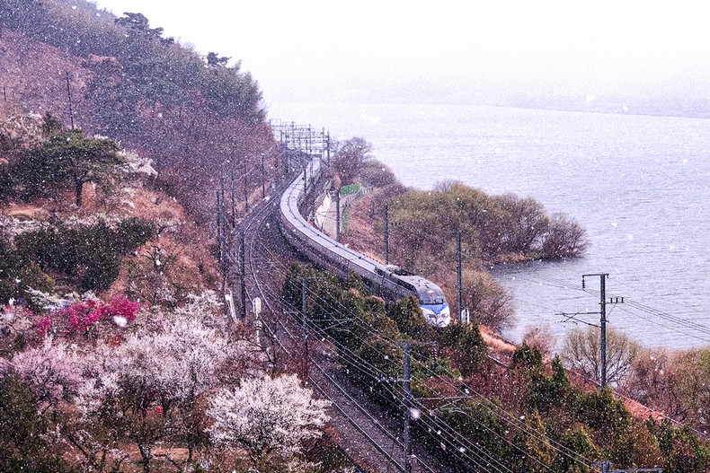 순매원