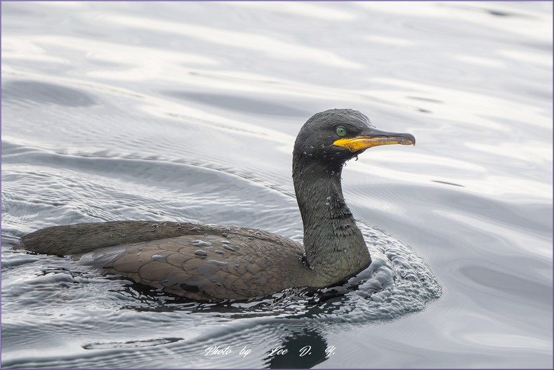 유럽가마우지 (European  Shag)