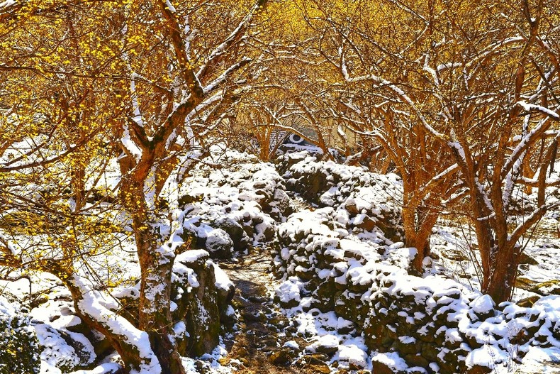 눈덥인 산수유숲 돌담길