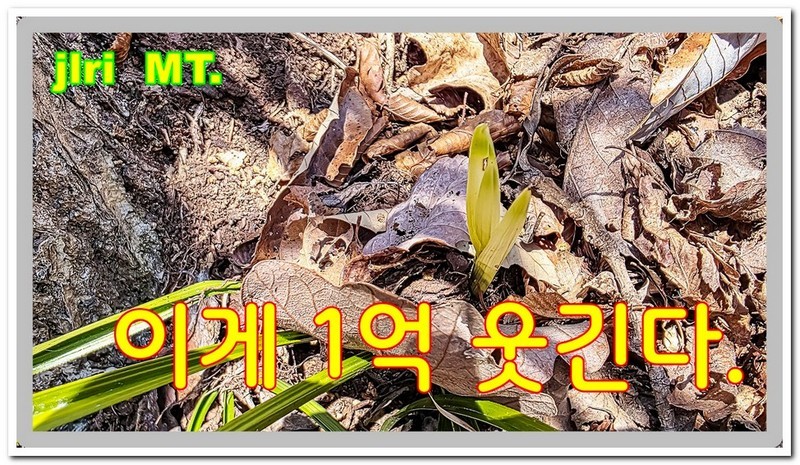 잡풀 하나에 1억 웃자 서반 2개체 장래 발전할 수 있는 단엽성 개체입니다.