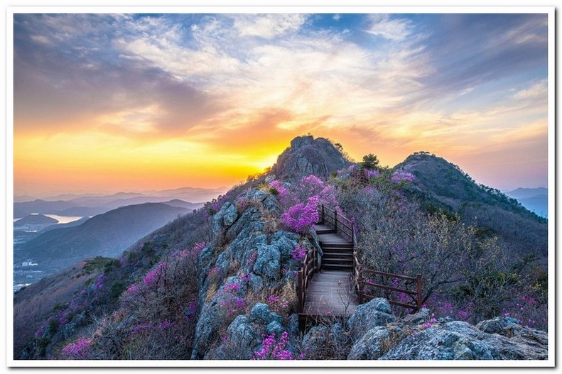 장복산의 진달래