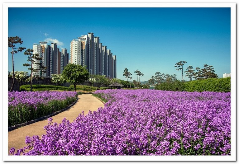 보랏빛 오월