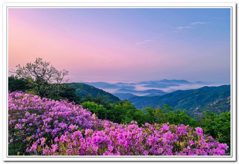 황매산