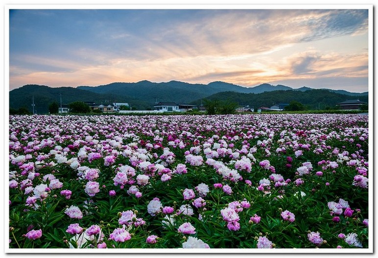 작약