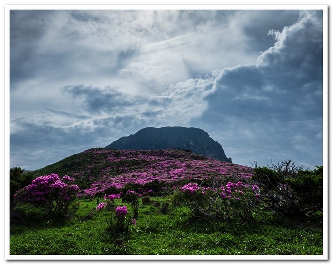 한라산 철쭉