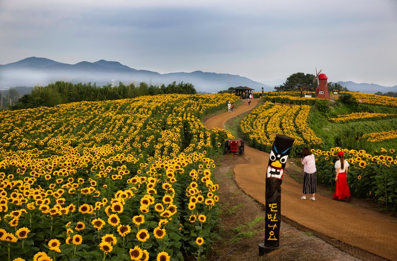 해바라기
