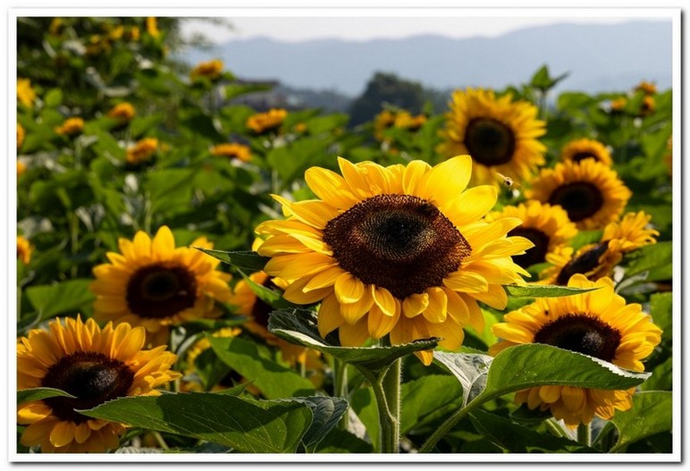 해바라기2