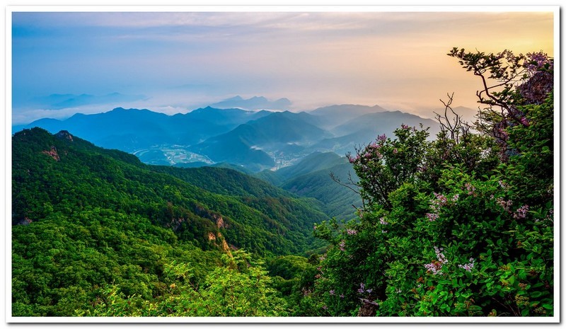 산정의 꽃을 찾아
