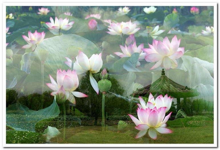 연화 세상