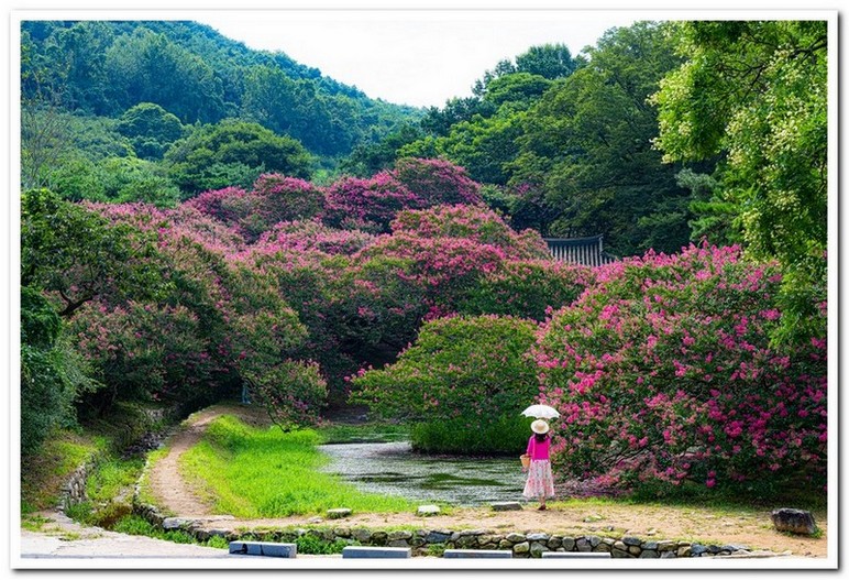 명옥헌원림