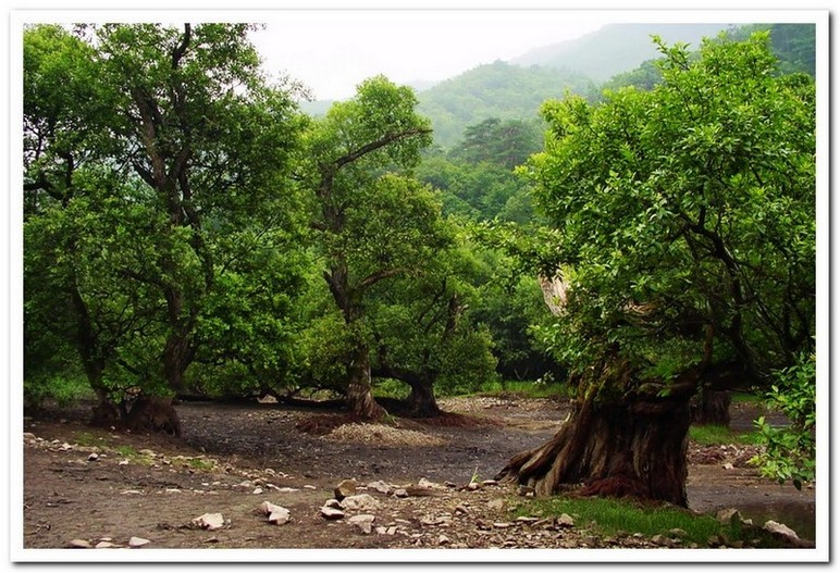 주산지 의 옛사진
