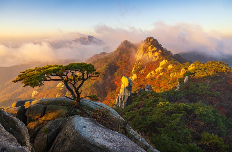 도봉산 소나무