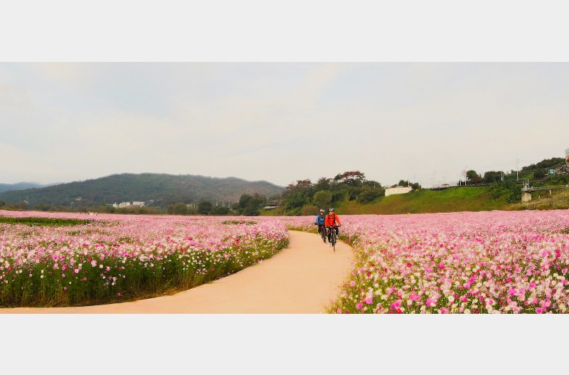 코스모스길 질주