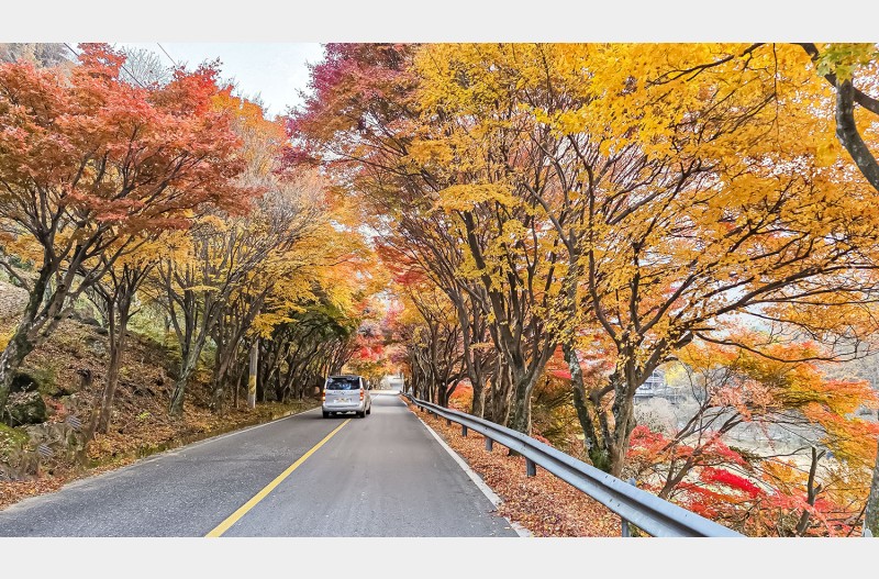 단풍