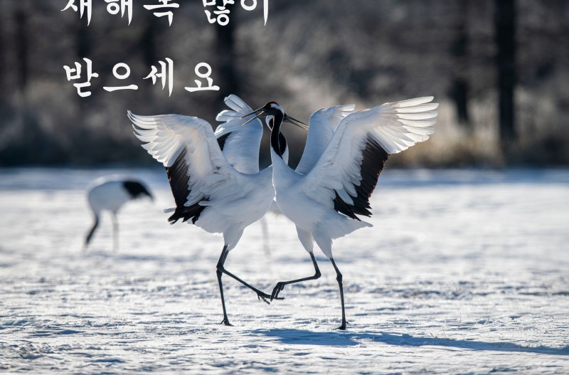 새해복 많이 받으세요