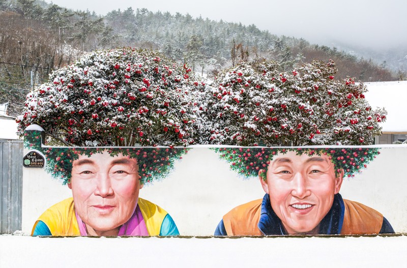 신안 동백꽃