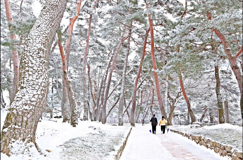 설송