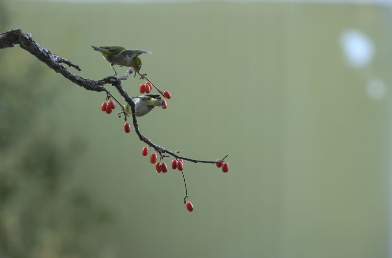 산수유