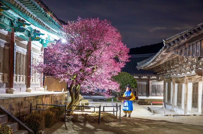 통도사 자장매