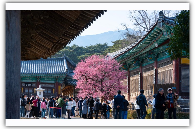 홍매화 구경