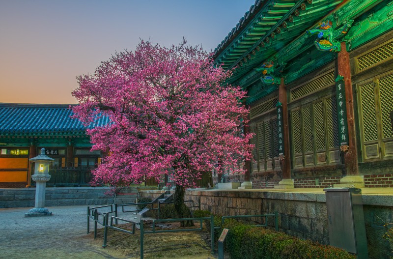 나도한방