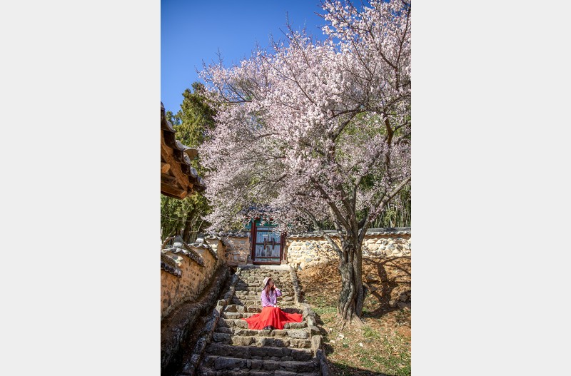 밀양 향교 매화