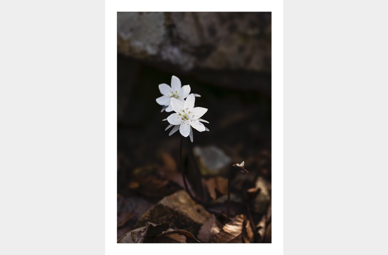 변산바람꽃