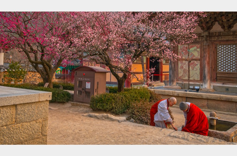 매화피는 산사