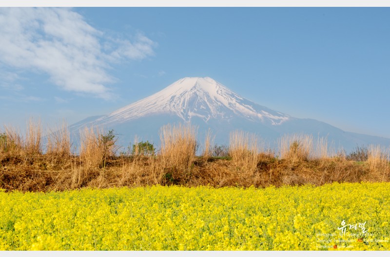 Mt. Fuji