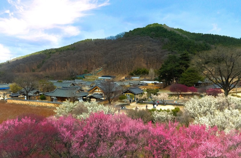 꽃 대궐 차린 동네