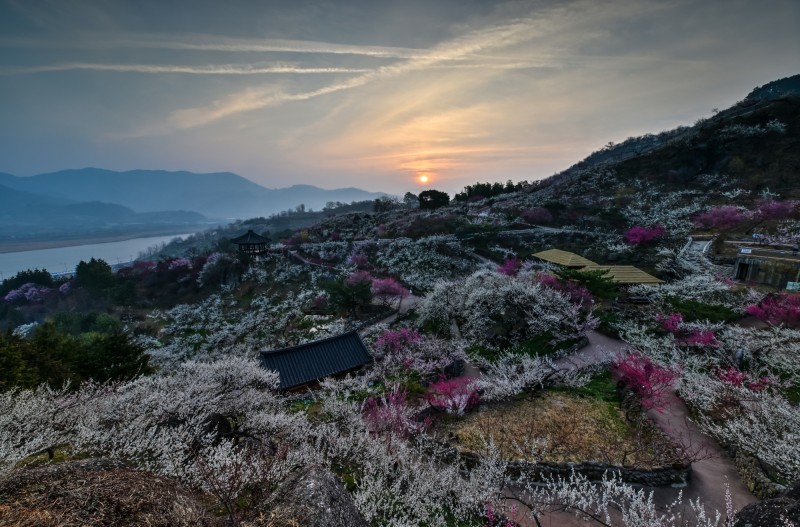 매화꽃 동산