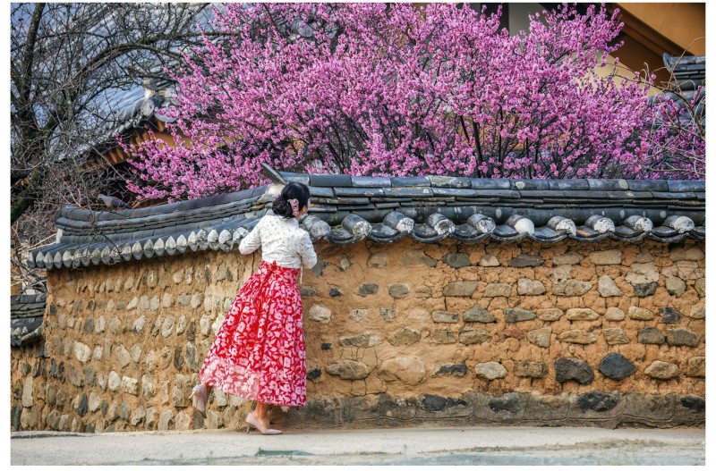 봄의 염탐꾼