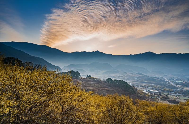 산동산수유