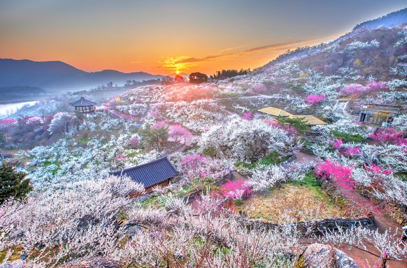 광양 매화 마을 일출