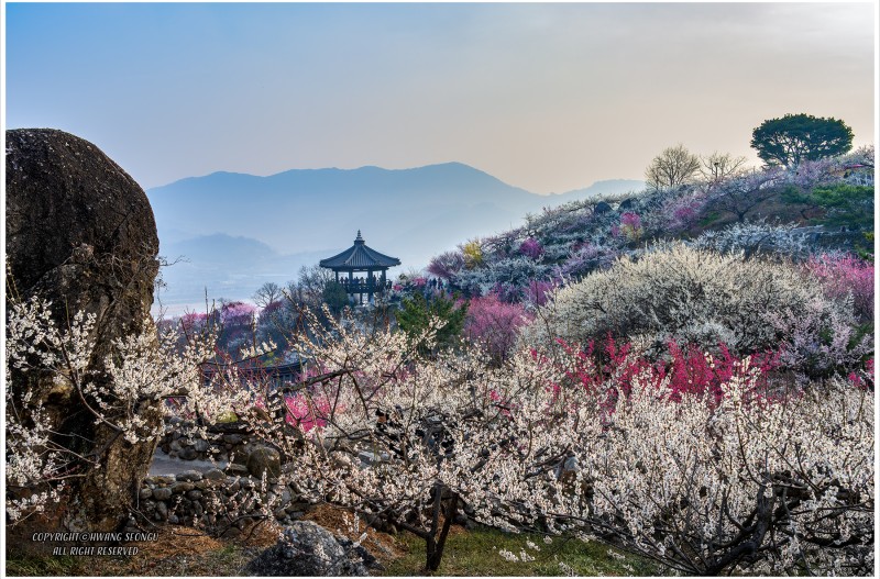 매화동산