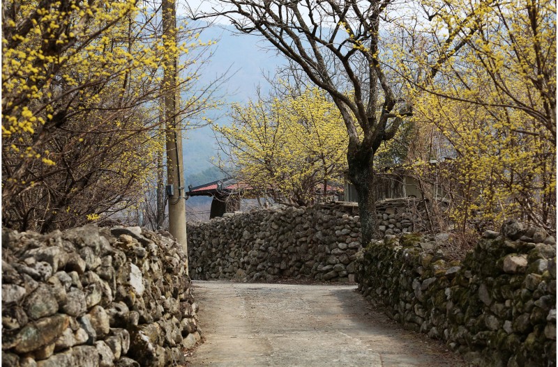 산수유