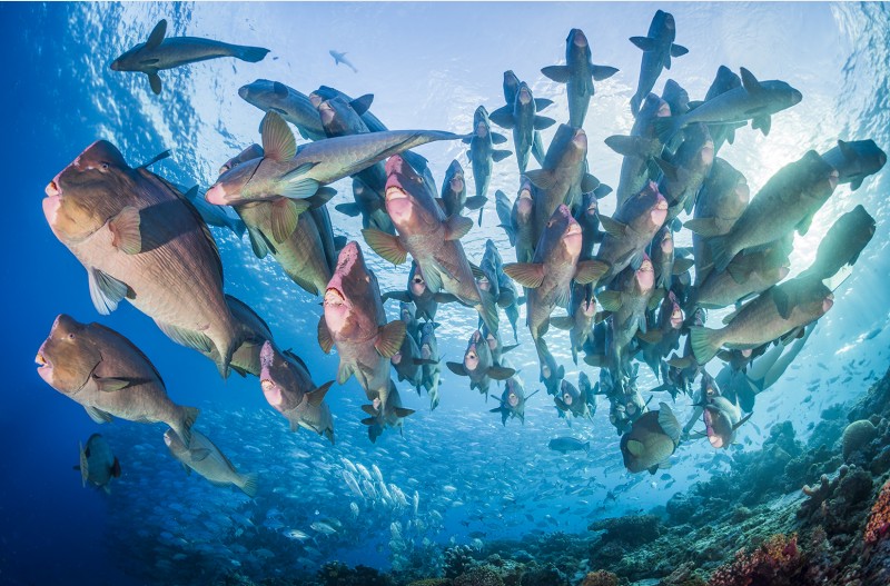 범프헤드 패럿피쉬와 잭피쉬 떼  (Bumphead Parrotfish and Jackfish)