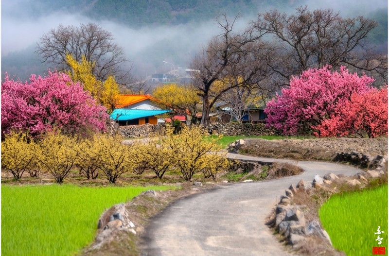 산수유마을
