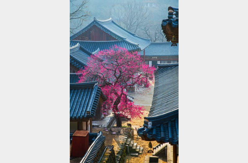 화엄사의 봄