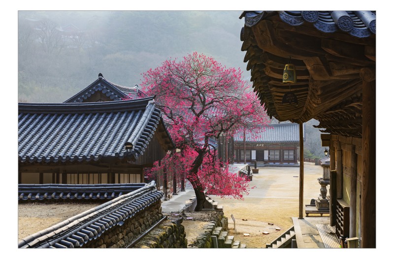홍매화