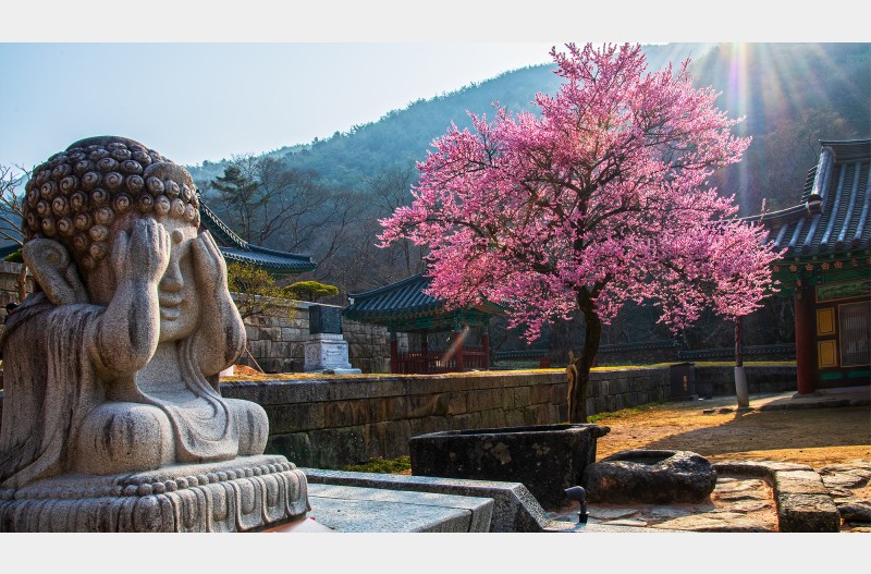 화엄사의 또다른 매화