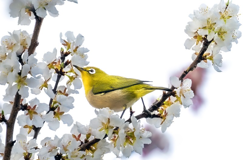 花鳥