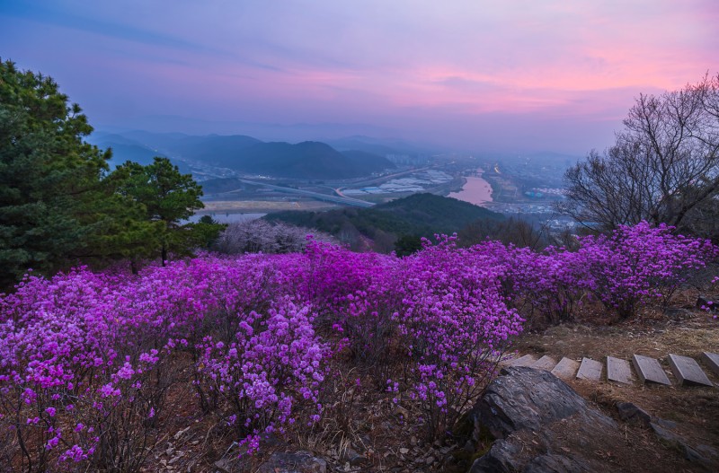 와룡산의 봄