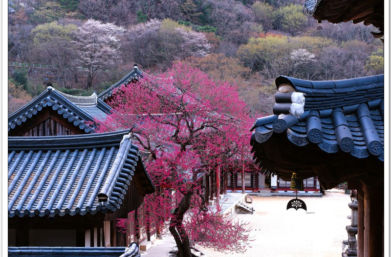 화엄사 홍매화