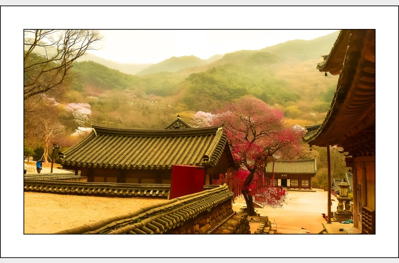 사찰의 봄..