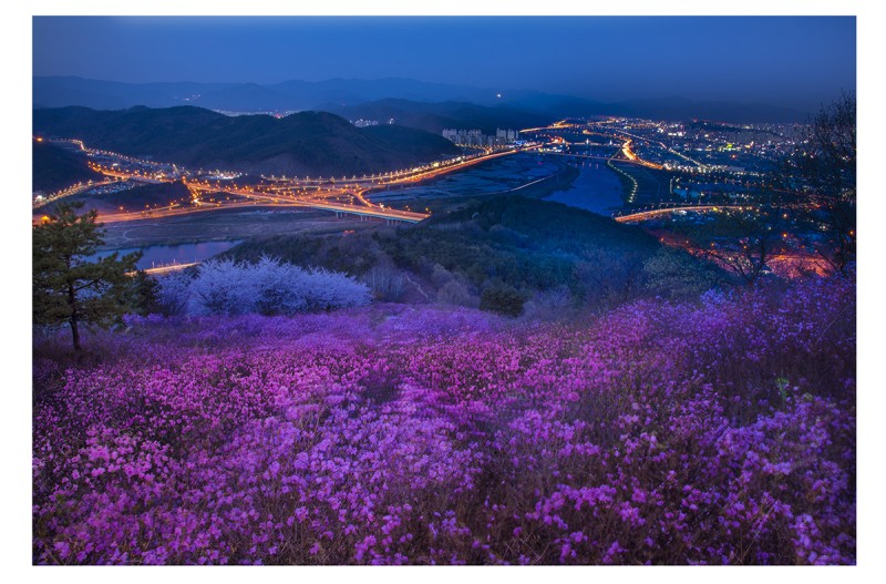 와룡산 진달래