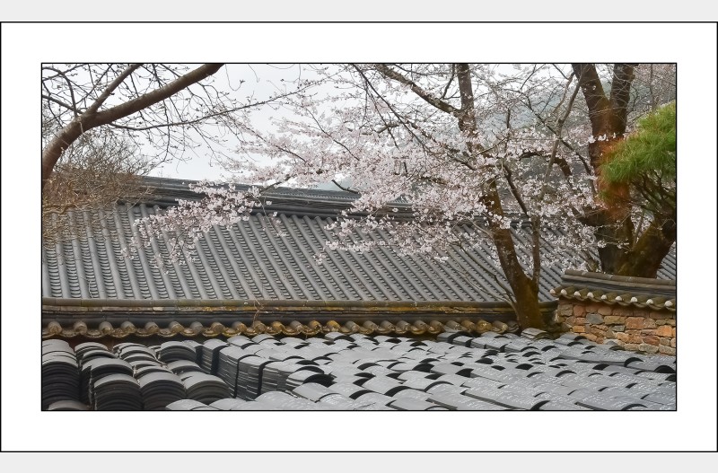 사찰의 봄..
